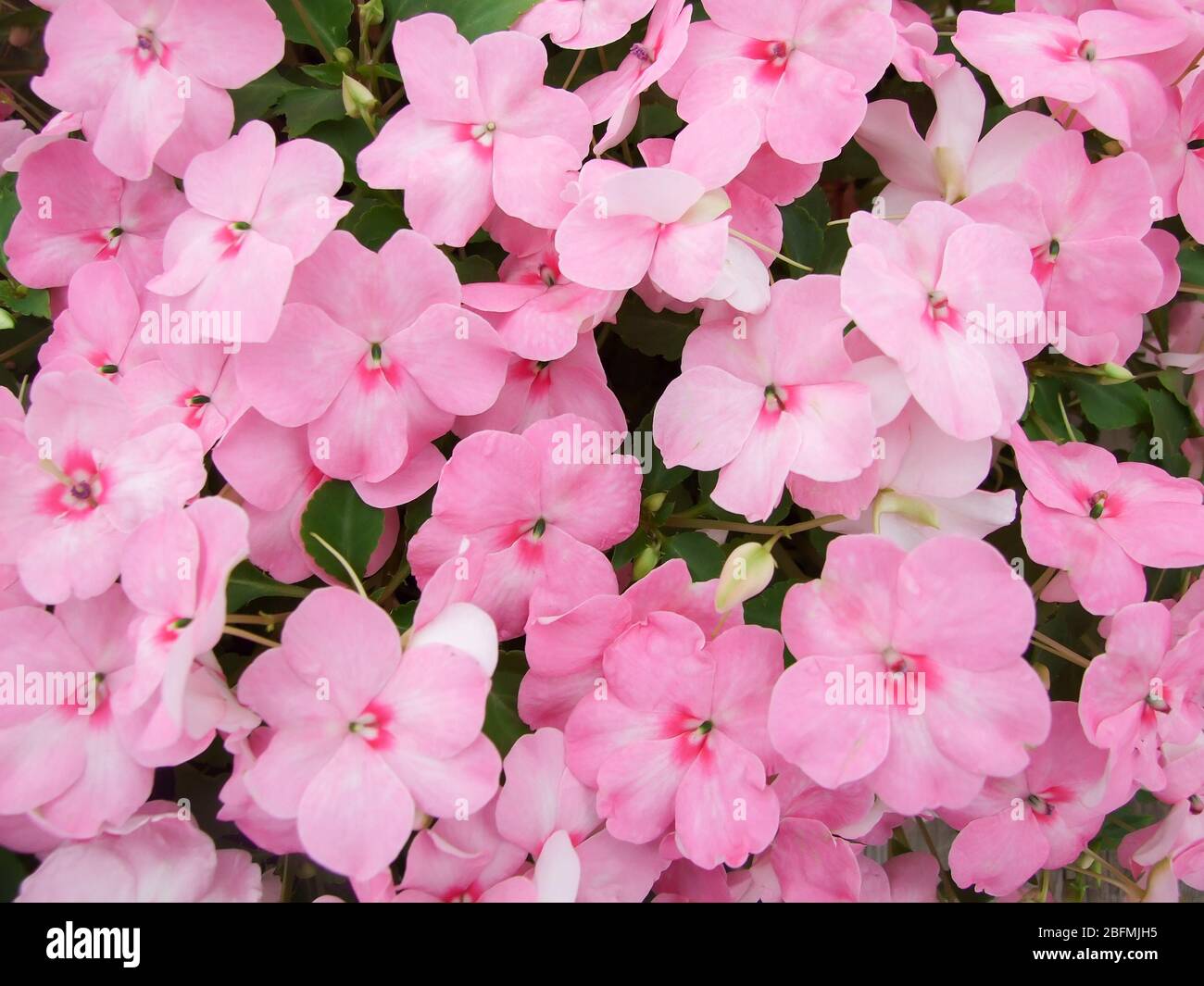 Impatiens rosa, Busy Lizzie, nome scientifico Impatiens walleriana fiori anche chiamato Balsam, aiuole di fiori in rosa Foto Stock