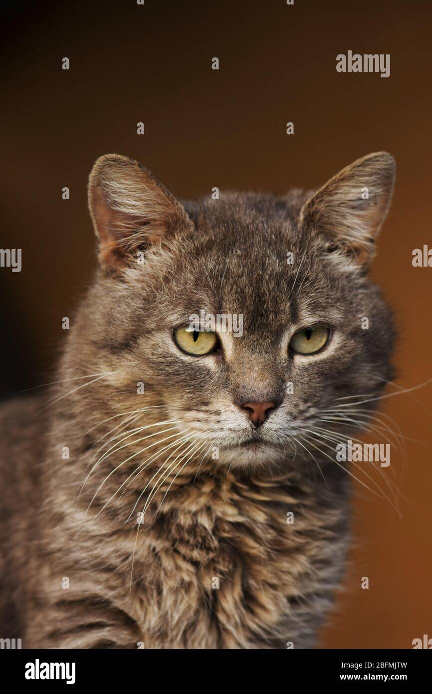 Ritratto di adorabile gattino grigio. Ritratto di grigio bel gatto Foto Stock