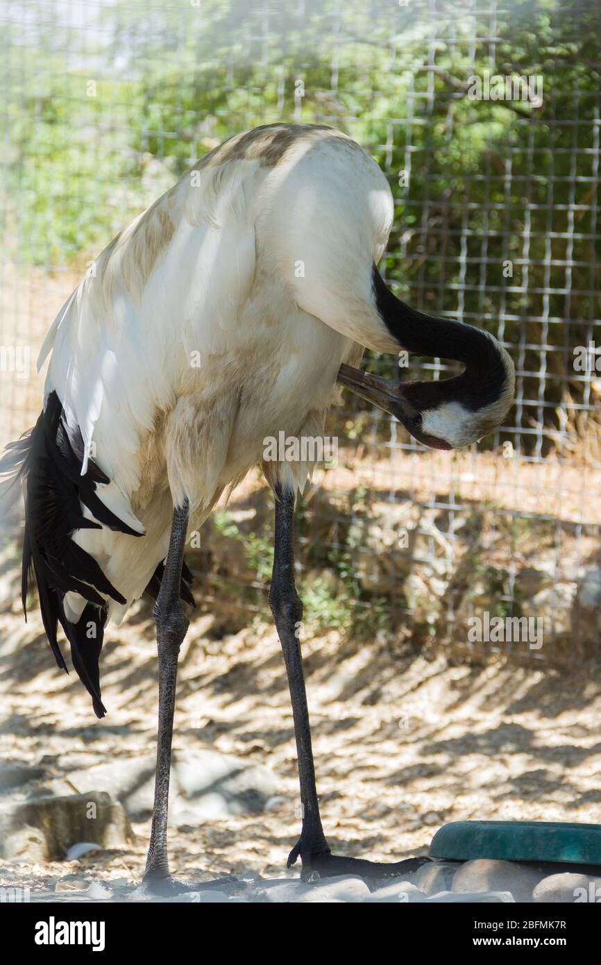 Gru nello zoo. Un uccello selvatico in cattività. Animali nello zoo. Foto Stock