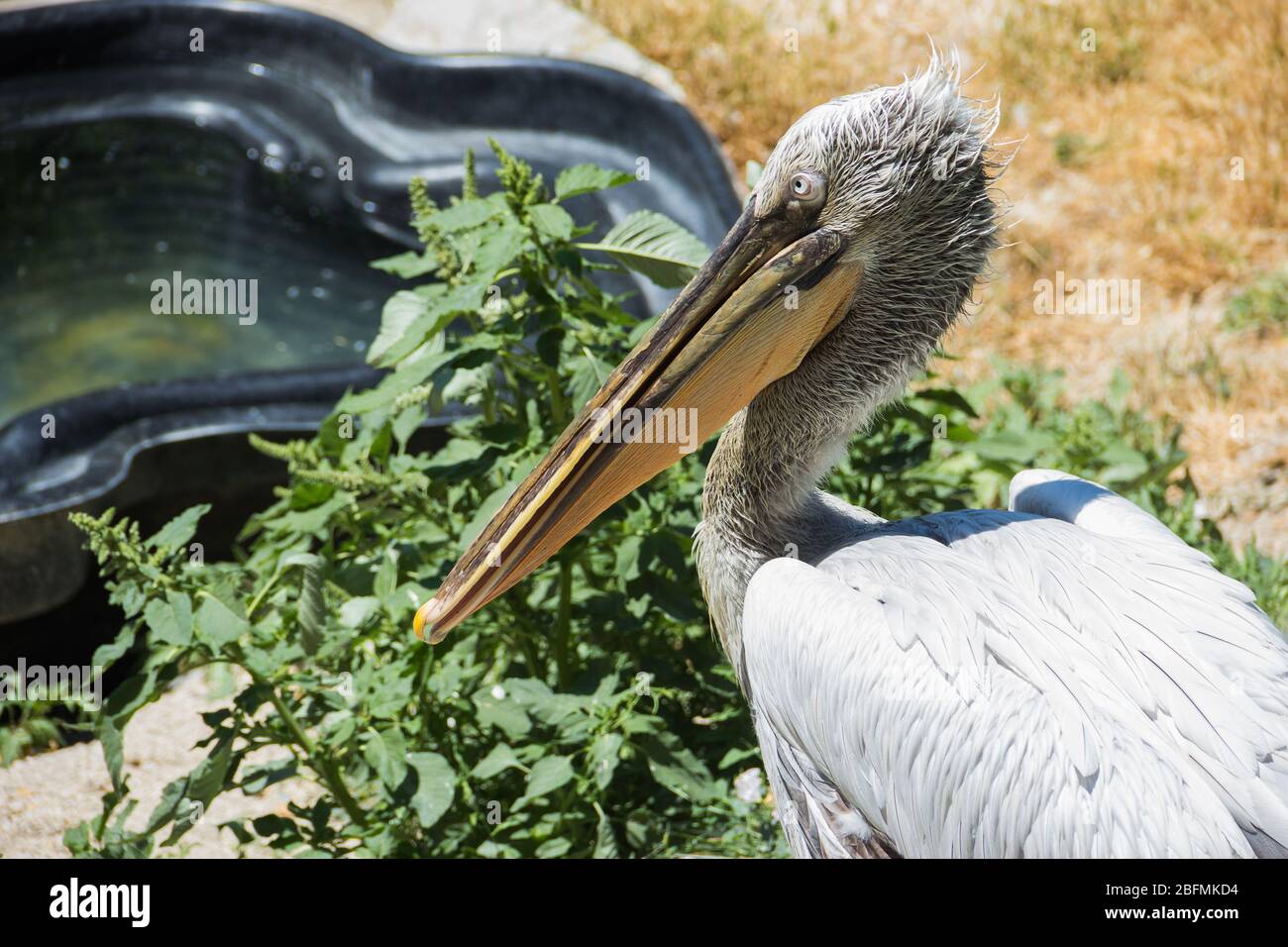 Pelican nello zoo. Uccello grande. Un uccello in cattività. Animali nello zoo. Foto Stock