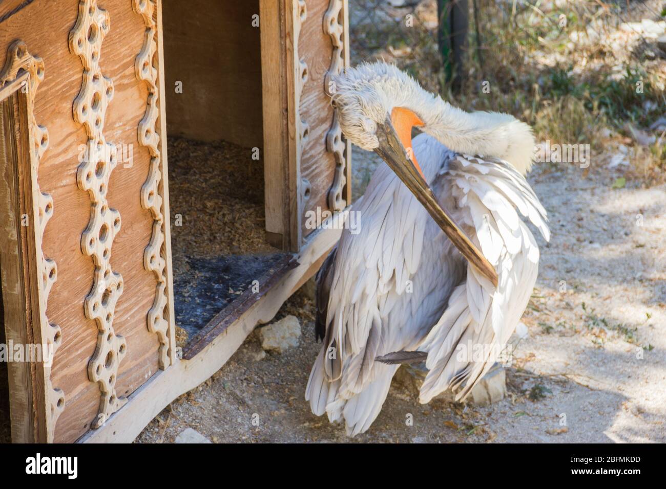Pelican nello zoo. Uccello grande. Un uccello in cattività. Animali nello zoo Foto Stock