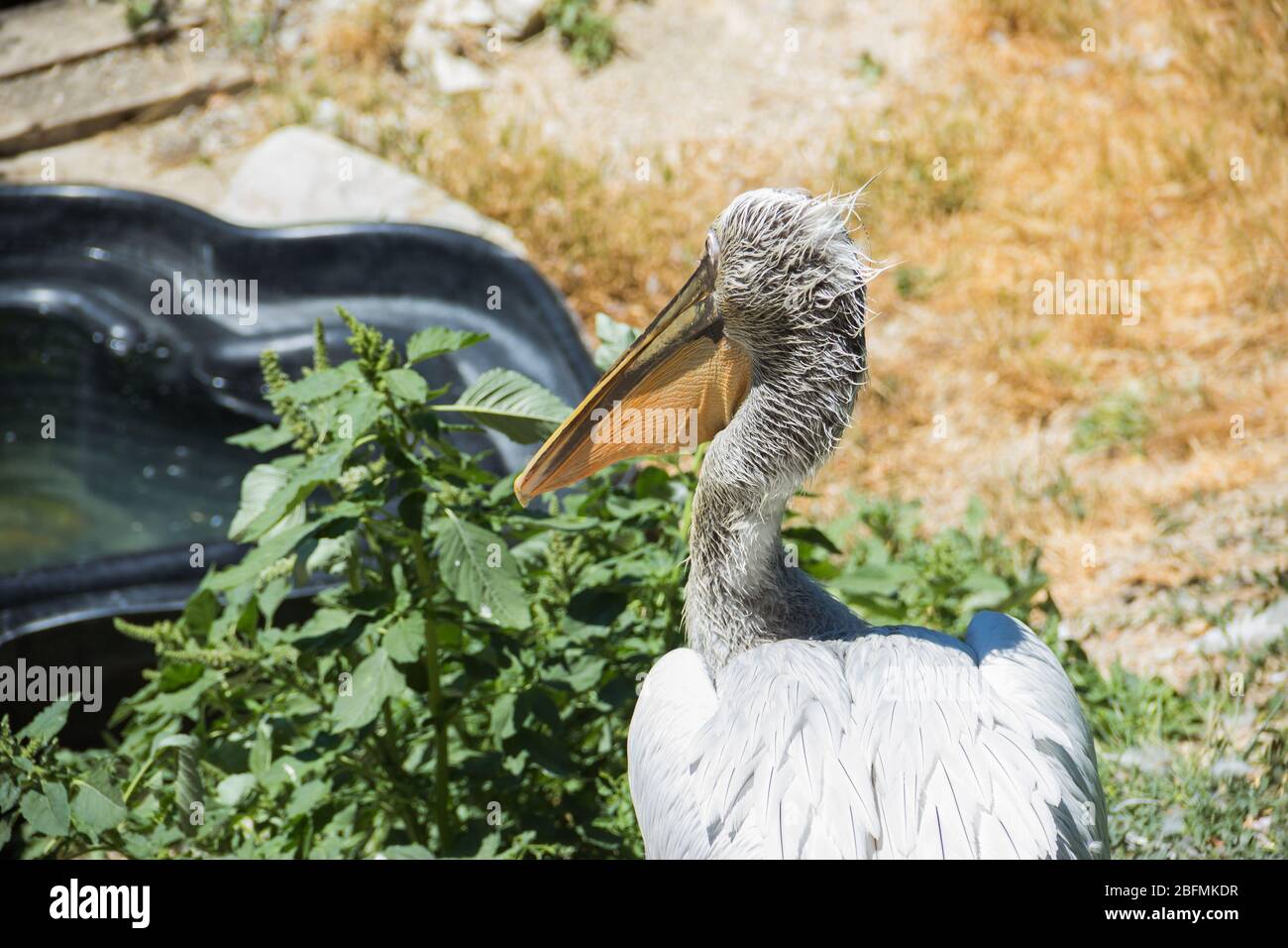 Pelican nello zoo. Uccello grande. Un uccello in cattività. Animali nello zoo. Foto Stock