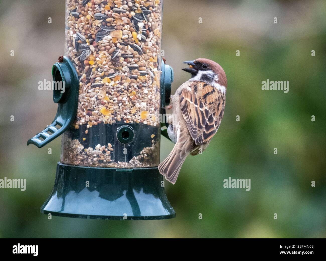 Adulto maschio albero Sparrow (Passer montanus) su un giardino di uccelli alimentatore, Scozia, Regno Unito Foto Stock