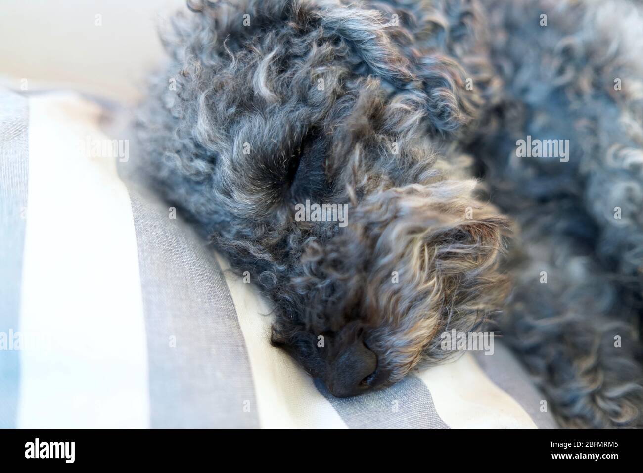Primo piano di riposo, sonno cane da alpinone nana grigio Foto Stock