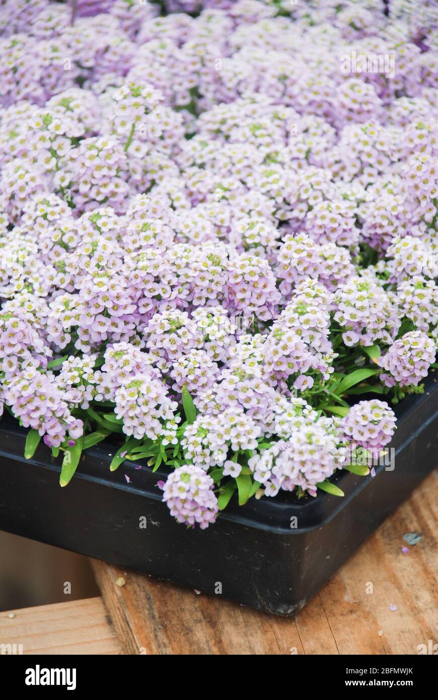 Fiori di Alyssum. Alyssum nei colori dolci. Alyssum in un vassoio nero su tavola di legno, in una fitta terra in una serra. Foto Stock