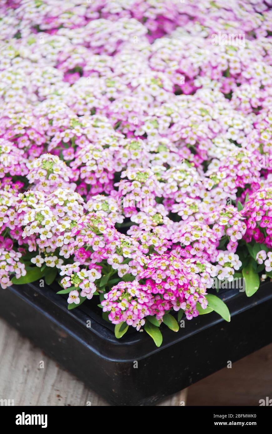 Fiori di Alyssum. Alyssum nei colori dolci. Alyssum in un vassoio nero su tavola di legno, in una fitta terra in una serra. Foto Stock