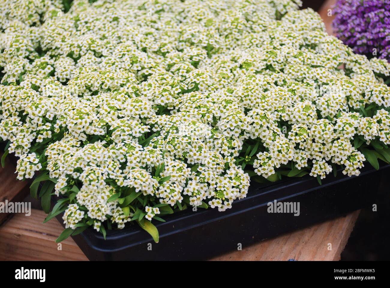 Fiori di Alyssum. Alyssum nei colori dolci. Alyssum in un vassoio nero su tavola di legno, in una fitta terra in una serra. Foto Stock