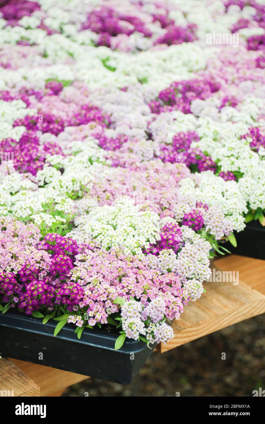 Fiori di Alyssum. Alyssum nei colori dolci. Alyssum in un vassoio nero su tavola di legno, in una fitta terra in una serra. Foto Stock