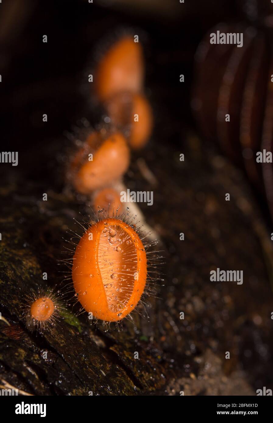 Funghi nella foresta pluviale tra le foglie cadute e corteccia Foto Stock