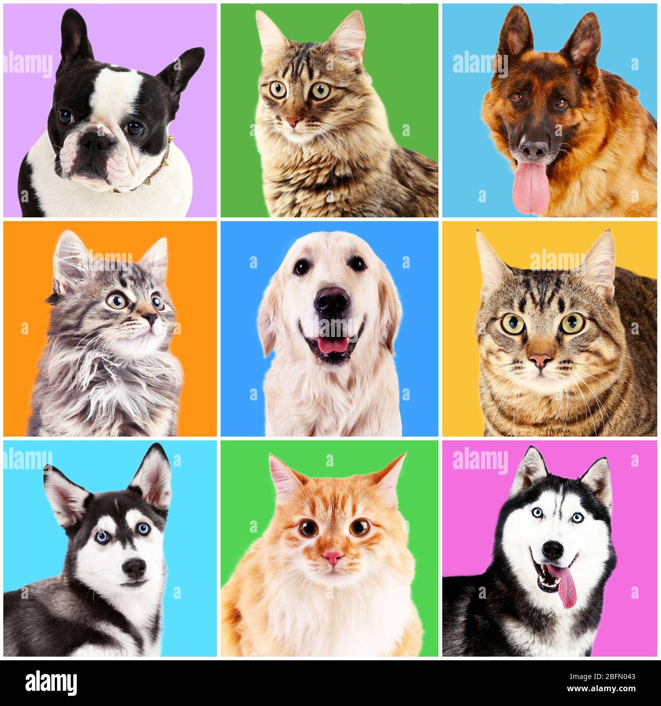 Ritratti di cani e gatti su sfondi luminosi Foto Stock