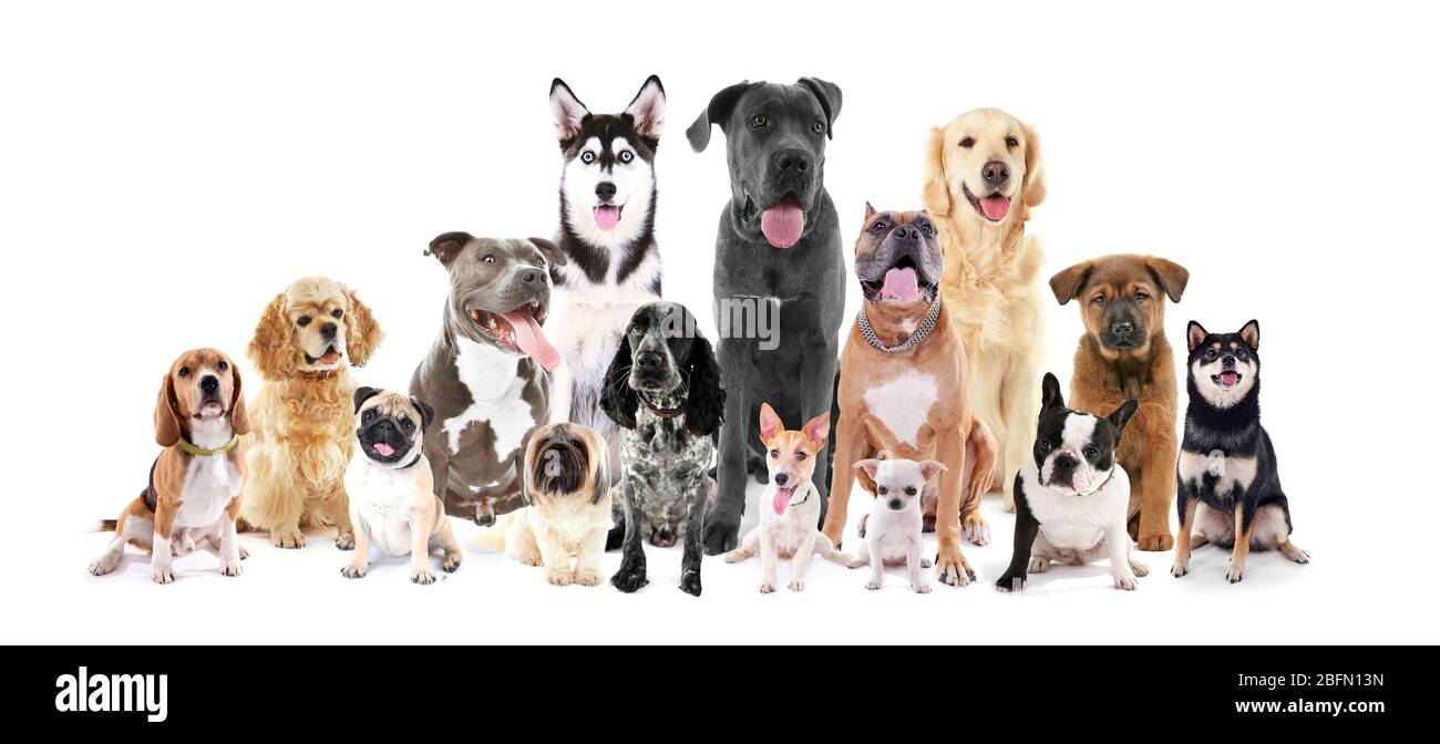 Gruppo di cani di razza diversa seduti davanti, isolati su bianco Foto Stock