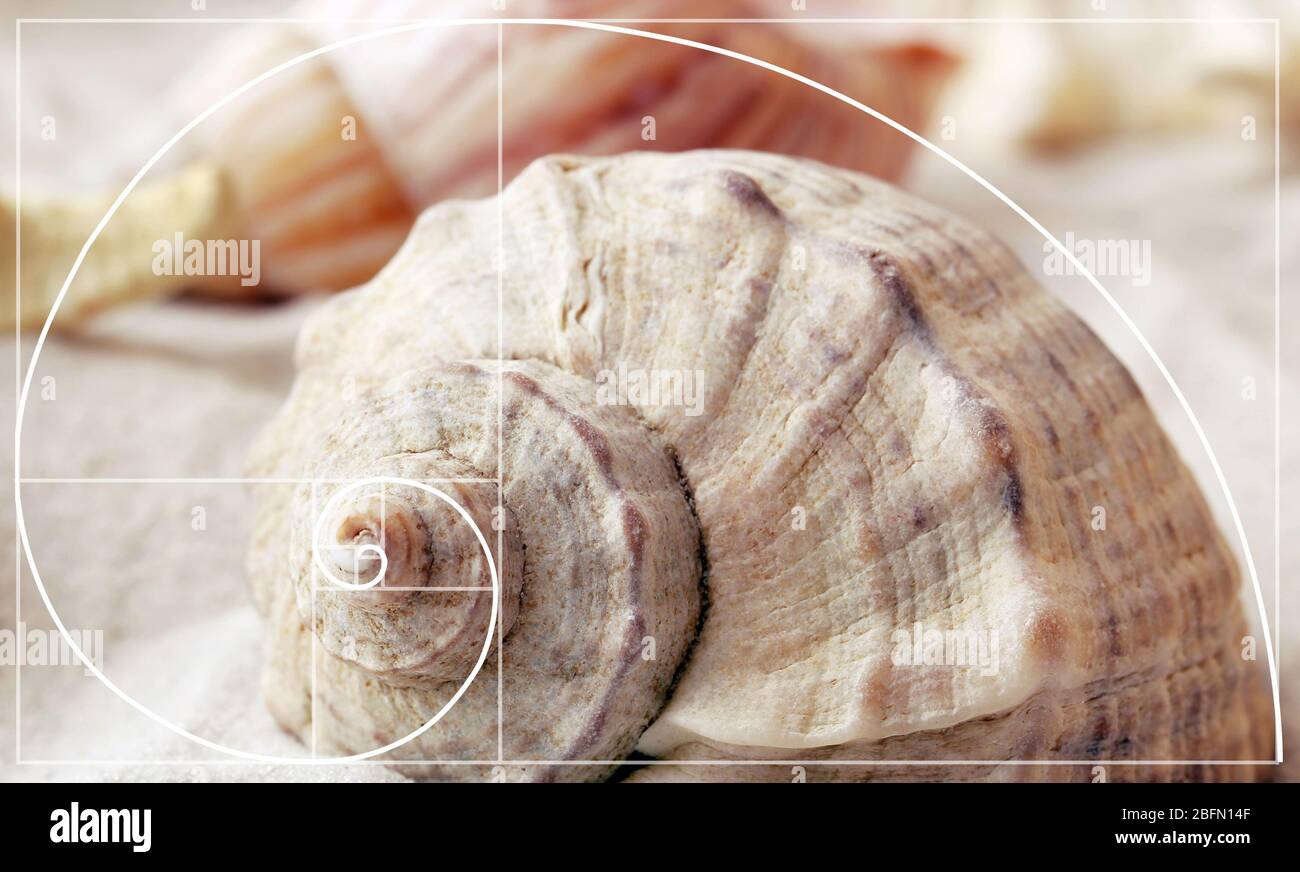 Illustrazione del rapporto d'oro in natura. Modello Fibonacci Foto Stock