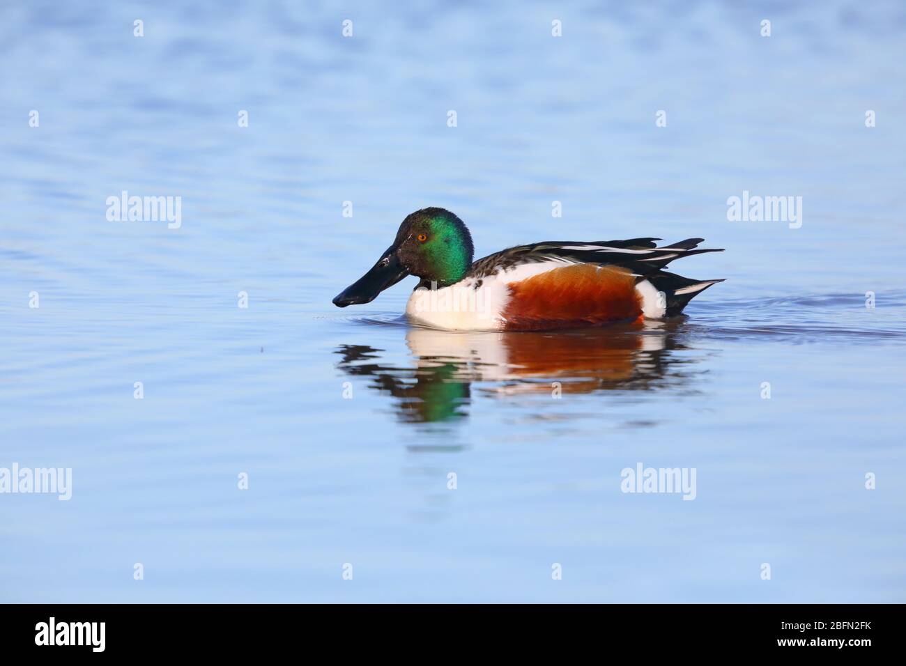 Un drake (maschio) adulto Northern Shoveler (spatola clypeata) in allevamento piumaggio nuoto su una laguna costiera a Norfolk, Regno Unito Foto Stock