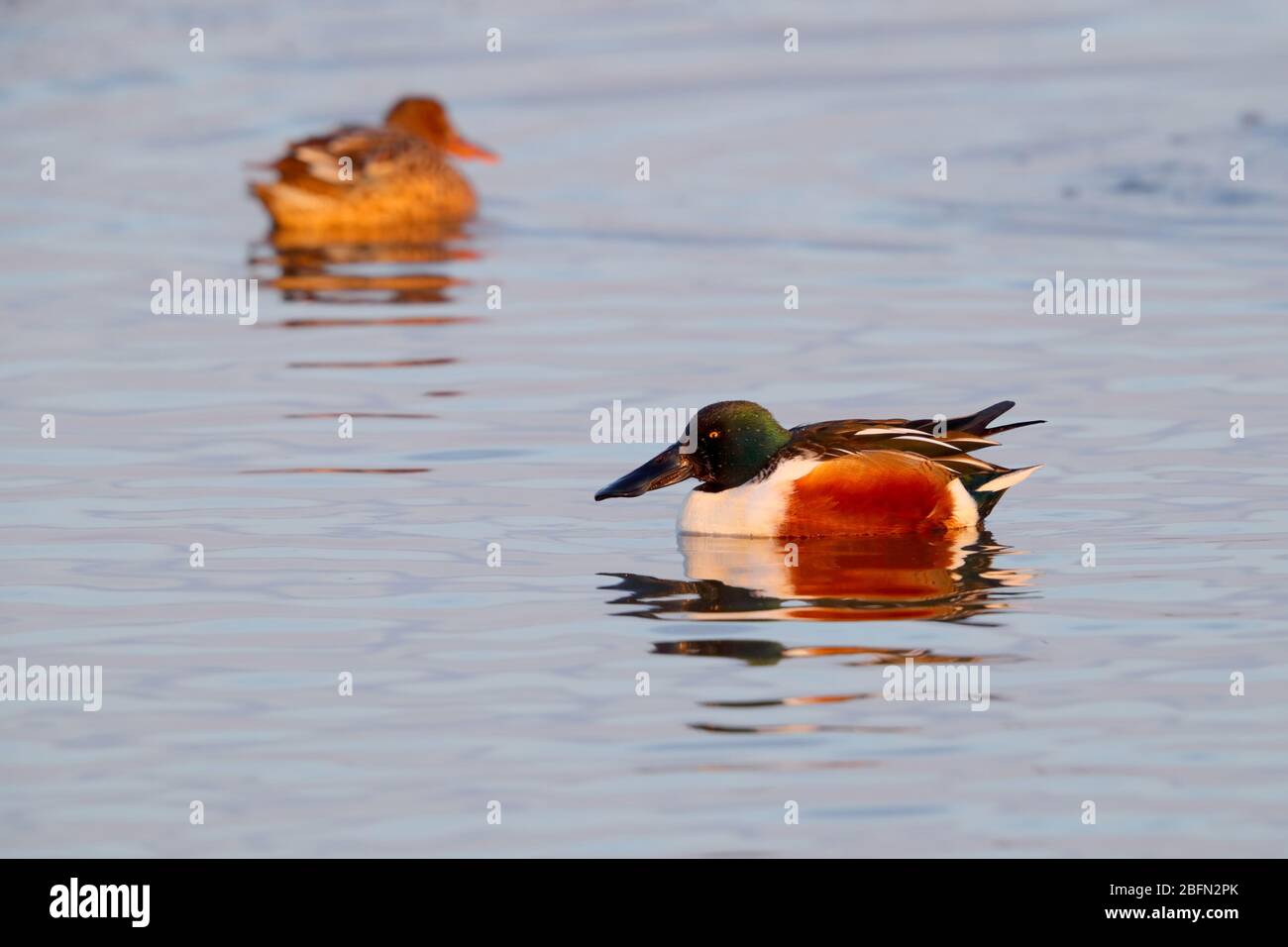 Un paio di anatre della Northern Shoveler (spatola clypeata) in piumaggio di allevamento, nutrirsi in una laguna costiera a Norfolk, Regno Unito, in inverno Foto Stock