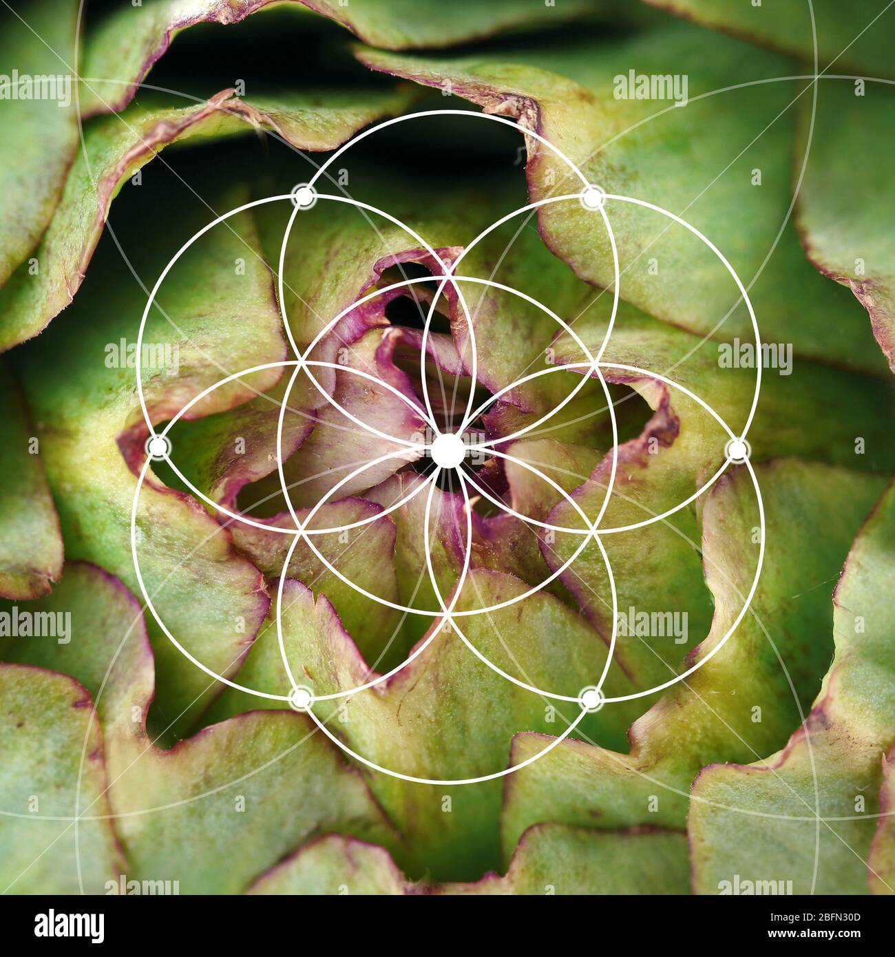 Illustrazione della disposizione a spirale in natura. Modello Fibonacci Foto Stock