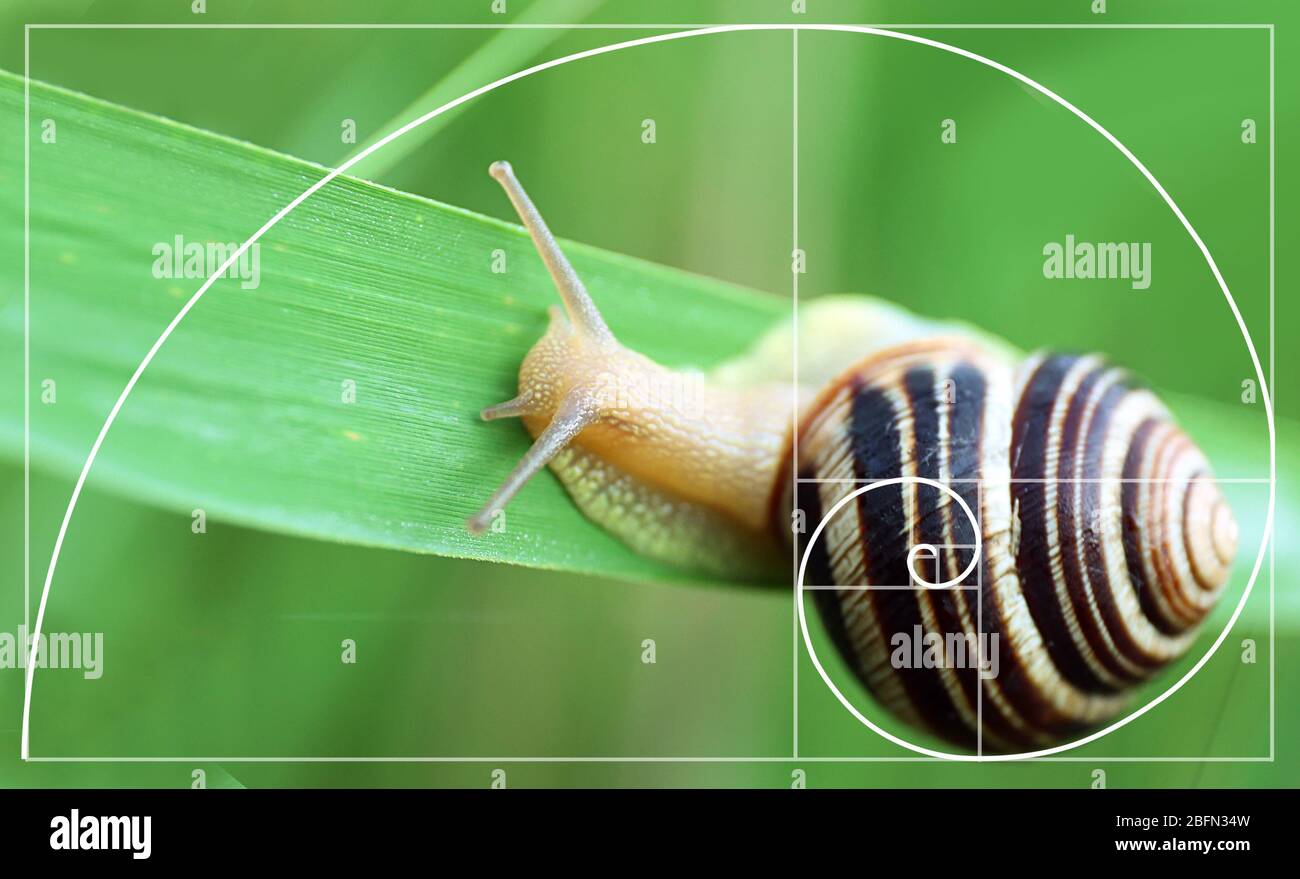 Illustrazione del rapporto d'oro in natura. Modello Fibonacci Foto Stock