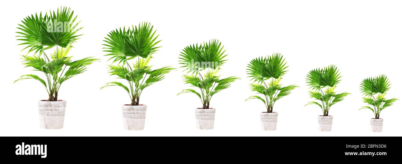 Fila di alberi che crescono in taglia, isolato su bianco Foto Stock