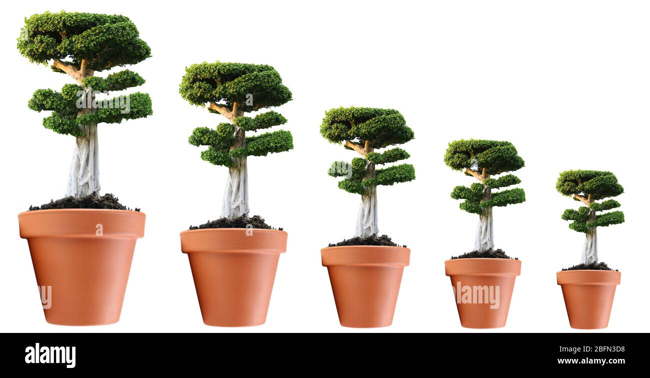 Fila di alberi che crescono in taglia, isolato su bianco Foto Stock