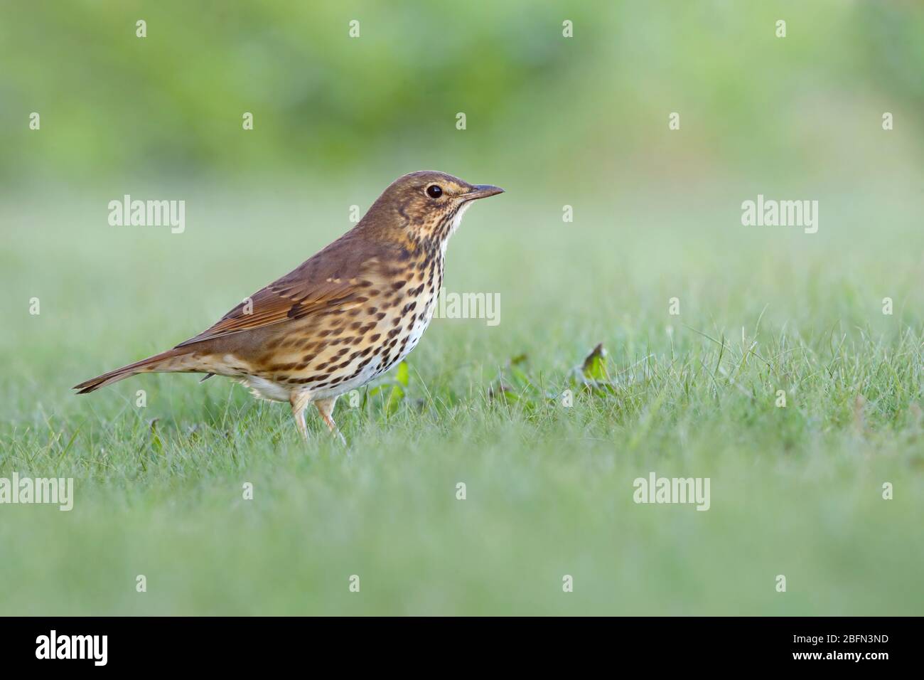 Un adulto Song Thrush (Turdus philomelos) che si nutrono a terra sulle isole di Scilly, Regno Unito, in autunno Foto Stock