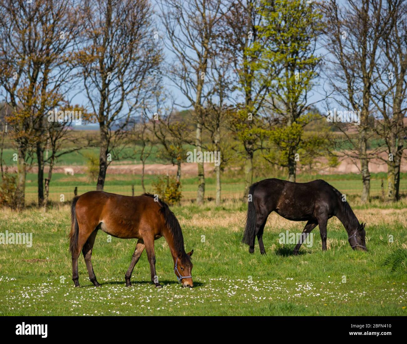 Cavalli al pascolo in campo di trifoglio al sole, East Lothian, Scozia, Regno Unito Foto Stock