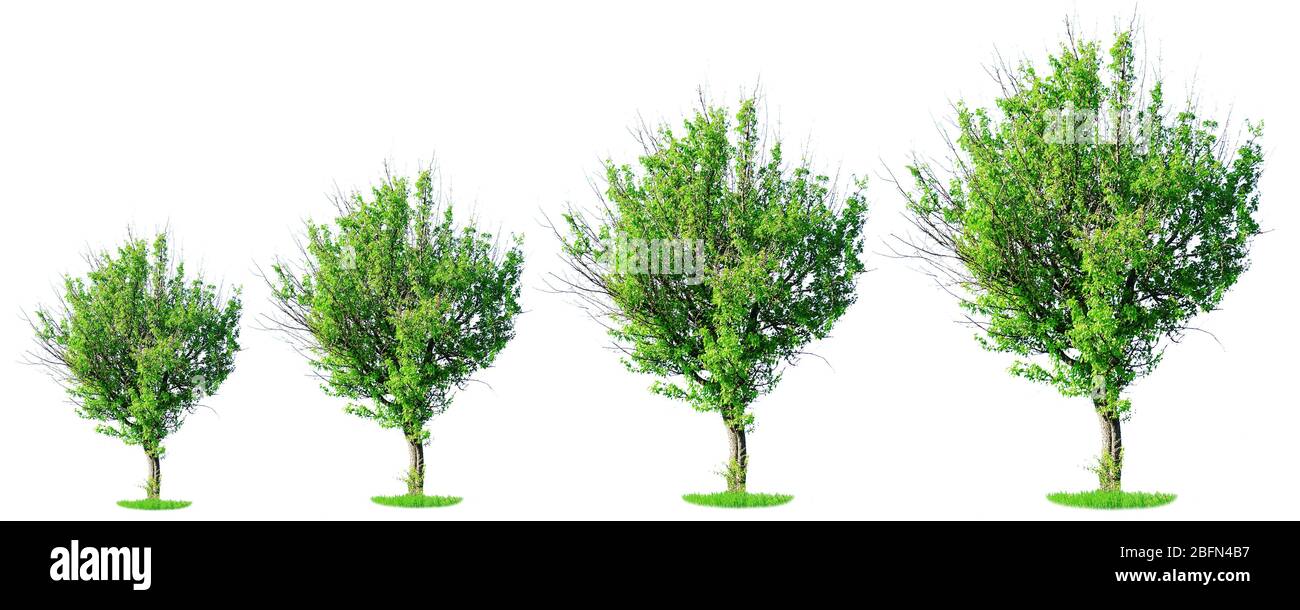 Fila di alberi che crescono in taglia, isolato su bianco Foto Stock