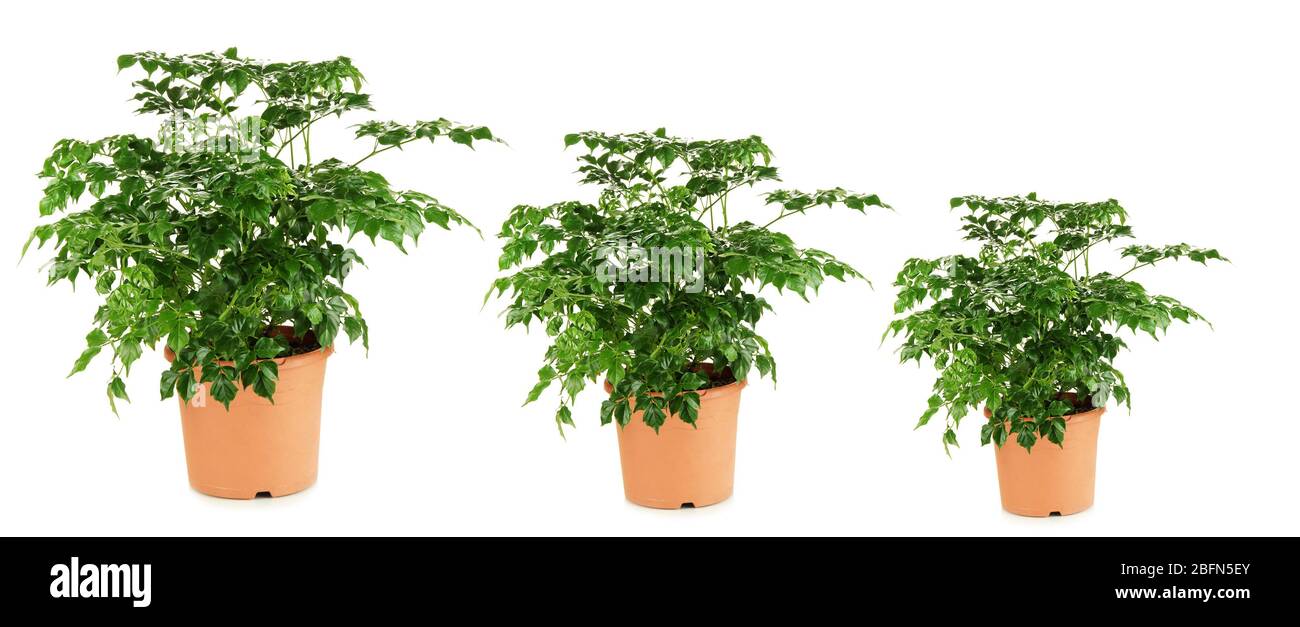 Fila di alberi che crescono in taglia, isolato su bianco Foto Stock