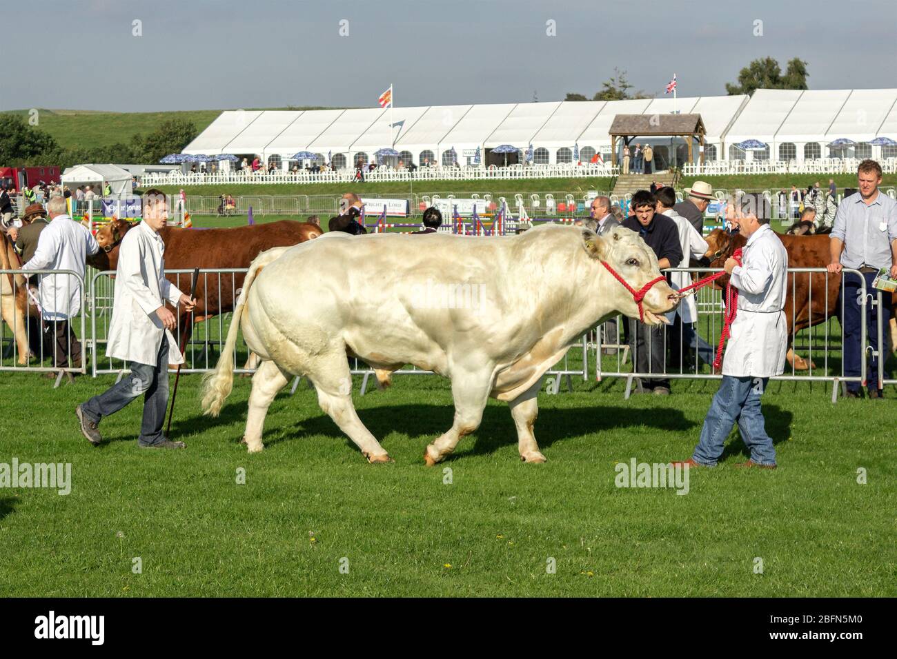 Belgian Blue 'Double Muscle' bull in judging ring al Westmorland County Show 2015, Crooklands, Cumbria Foto Stock