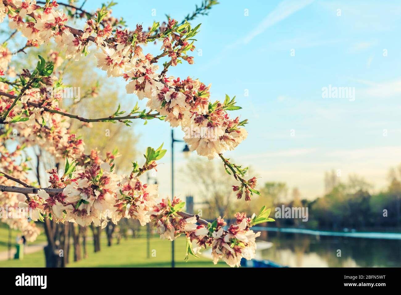 paesaggio con primo piano di rami di mandorle con fiori bianchi e rosa Foto Stock