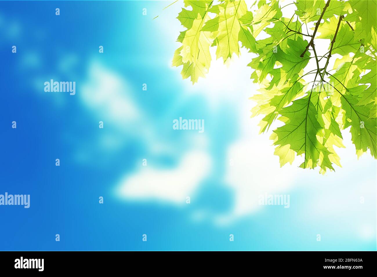 Foglie verdi sull'albero con cielo blu. Estate o primavera sfondo Foto Stock