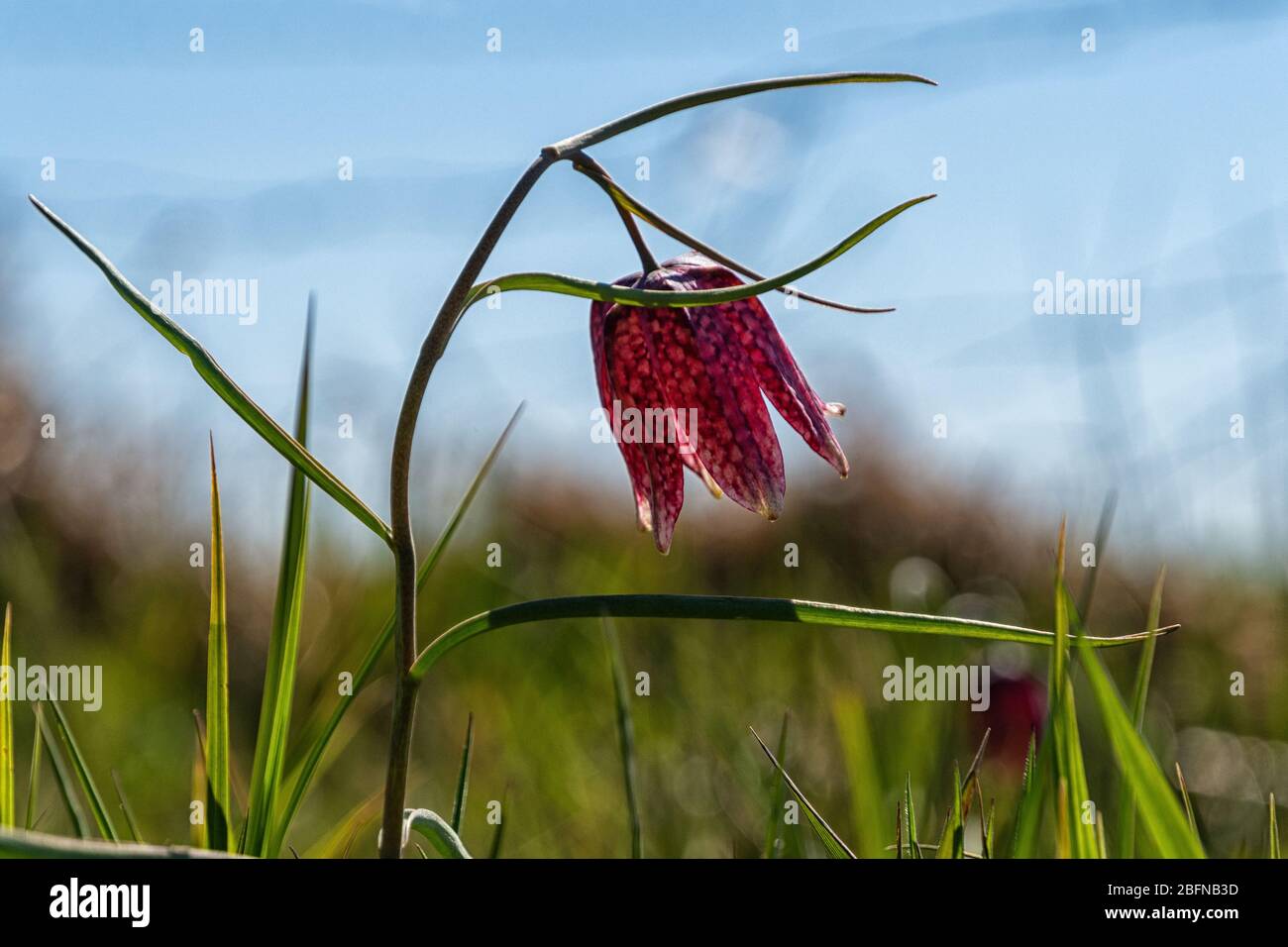 Un fiore di scacchi in un campo Foto Stock