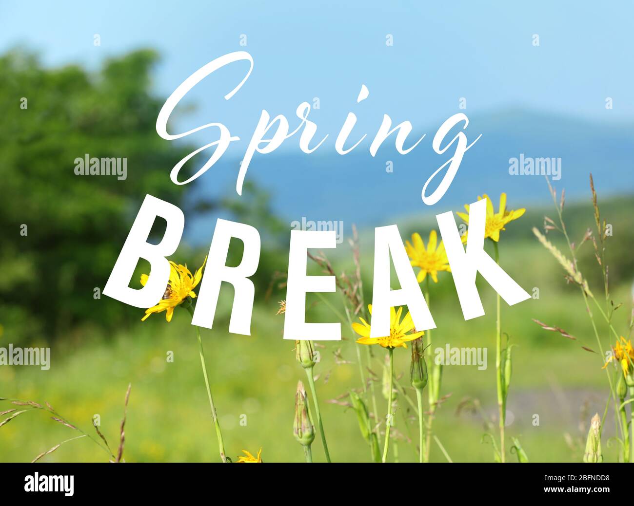 Pausa PRIMAVERILE testo sullo sfondo della natura. Concetto di formazione supplementare Foto Stock
