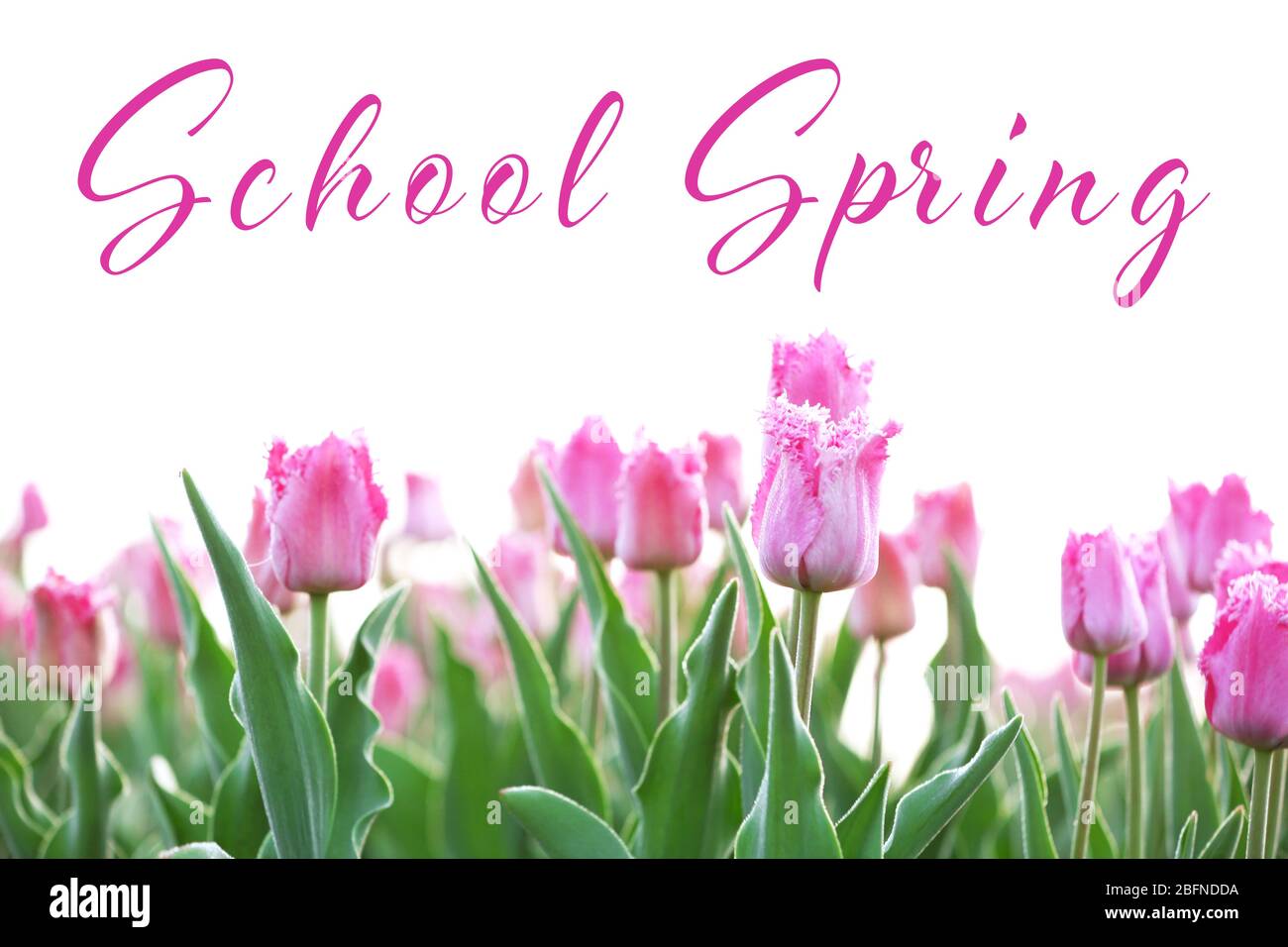 Testi SCUOLA PRIMAVERA e fiori su sfondo bianco. Concetto di formazione supplementare Foto Stock