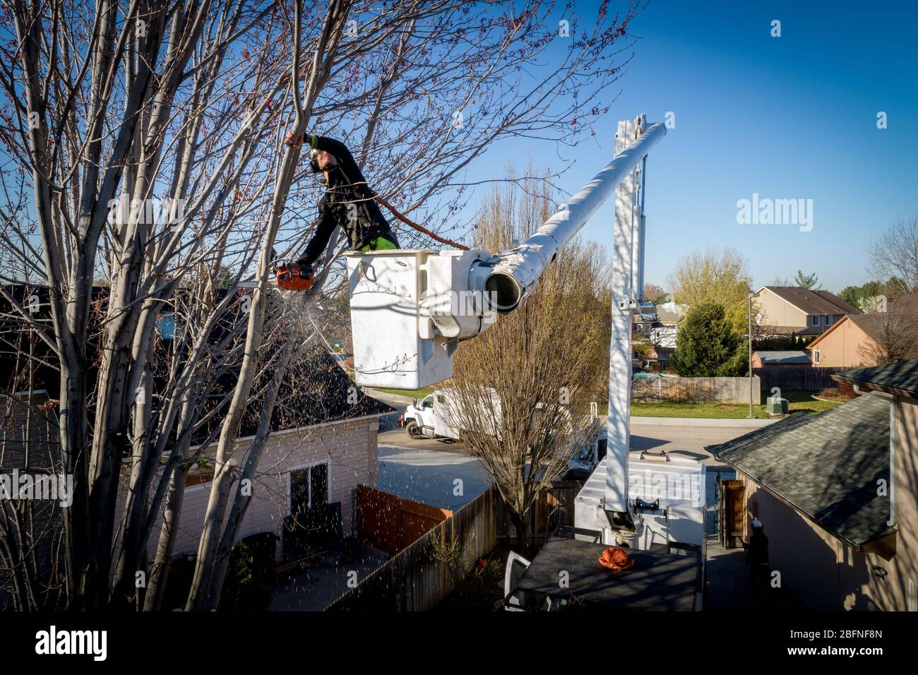 La taglierina professionale per alberi utilizza una motosega per rimuovere un albero Foto Stock