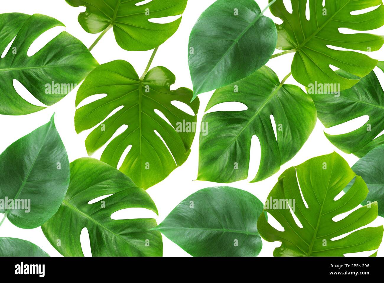 Foglie verdi su sfondo bianco Foto Stock