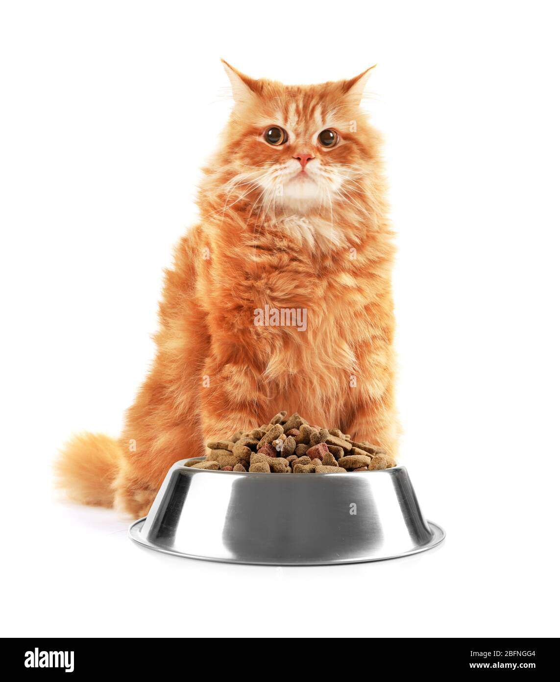 Gatto carino e ciotola con cibo secco su sfondo bianco Foto Stock