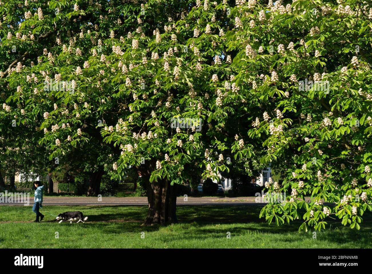 Londra, Regno Unito. Domenica, 19 aprile, 2020. Una donna che prende un cane per una passeggiata tra gli alberi di horsechestnut in fiore sul comune in una giornata di primavera soleggiata a Ealing, tradizionalmente conosciuta come la Regina dei Suburbs. Foto: Roger Garfield/Alamy Live News Foto Stock