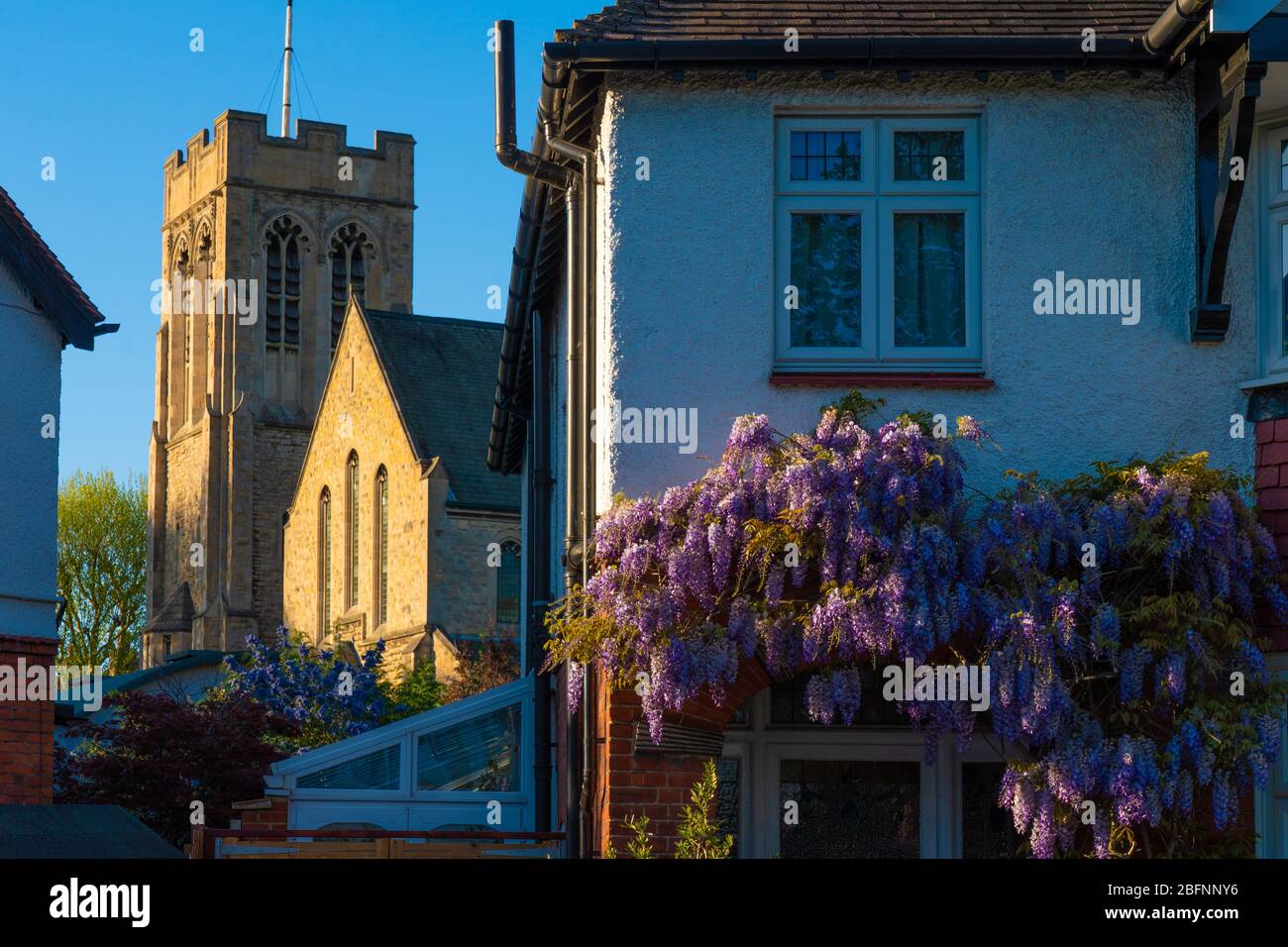 Londra, Regno Unito. Domenica, 19 aprile, 2020. Glicine su una casa vicino in una giornata di primavera soleggiata a Ealing, tradizionalmente conosciuta come la Regina dei Subburgo. Foto: Roger Garfield/Alamy Live News Foto Stock