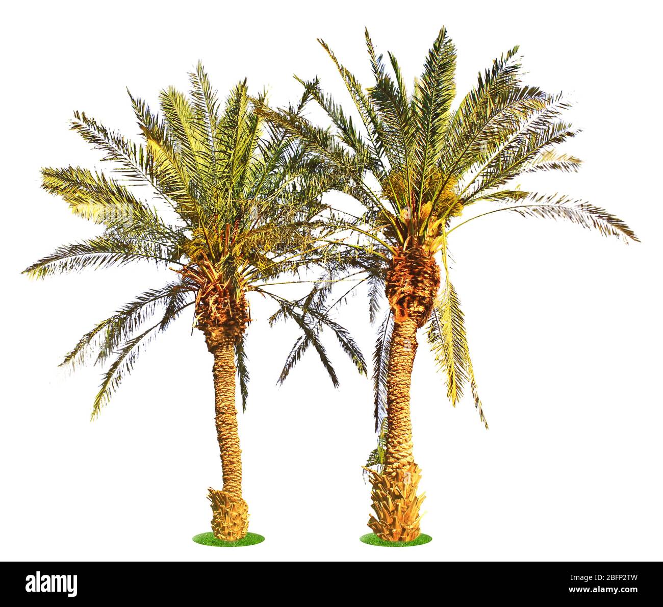 Palme, isolate su bianco Foto Stock