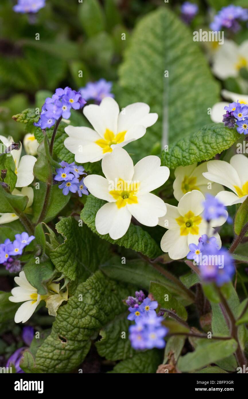 Primula vulgaris e Myosotis sylvatica in giardino. Primrose e dimenticare Me Nots. Foto Stock