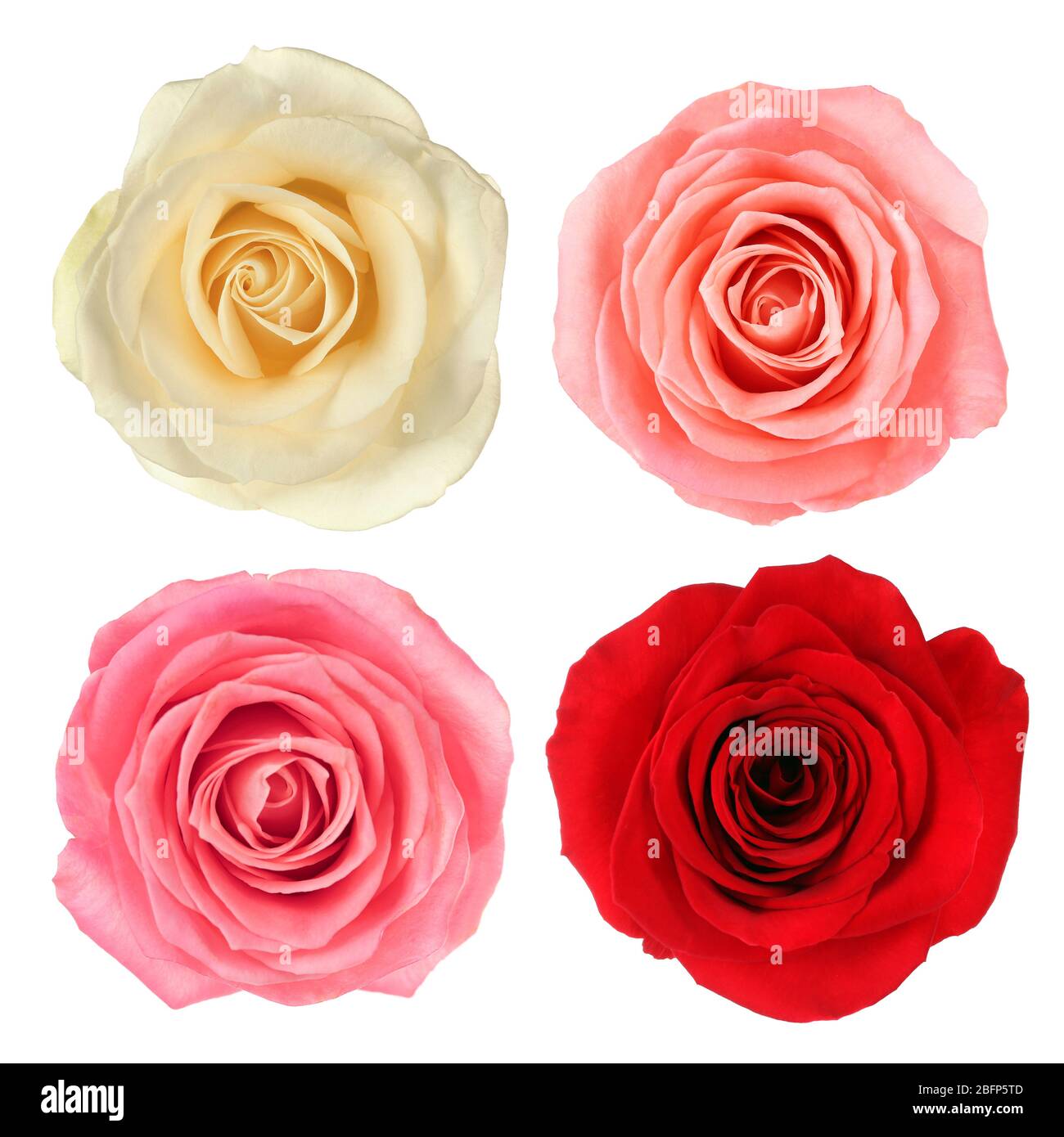 Bellissimi fiori su sfondo bianco. Collage di rose. Foto Stock