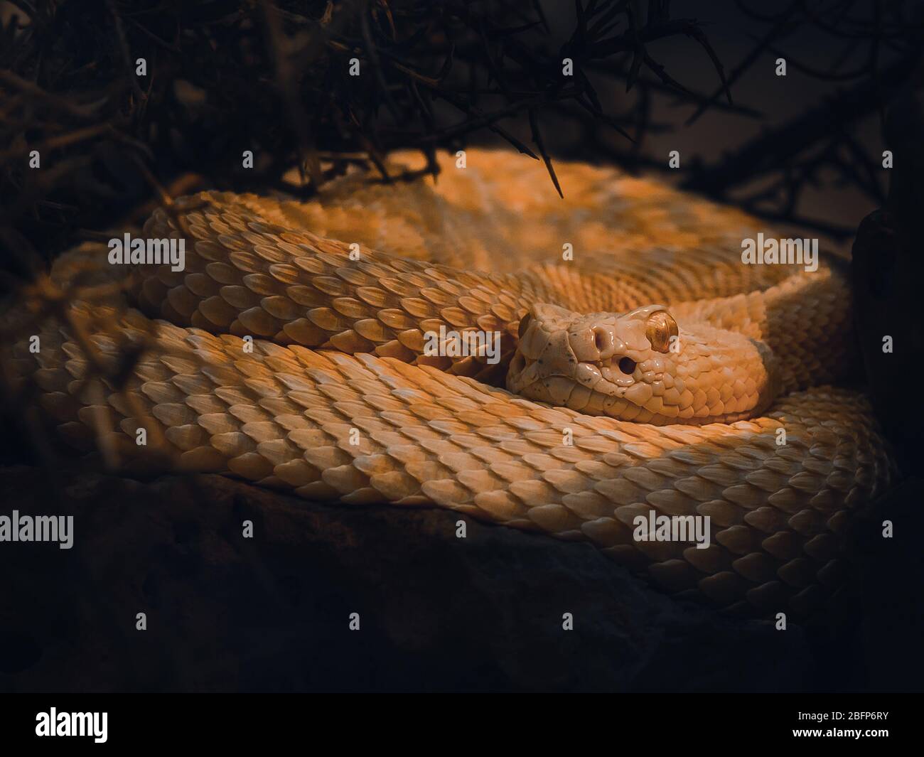 Trovato nel sud-ovest degli Stati Uniti e in Messico, questo rattlesnaka ha circa una probabilità del 20% di ucciderlo con un morso e una probabilità del 100% di rendergli un Male Foto Stock