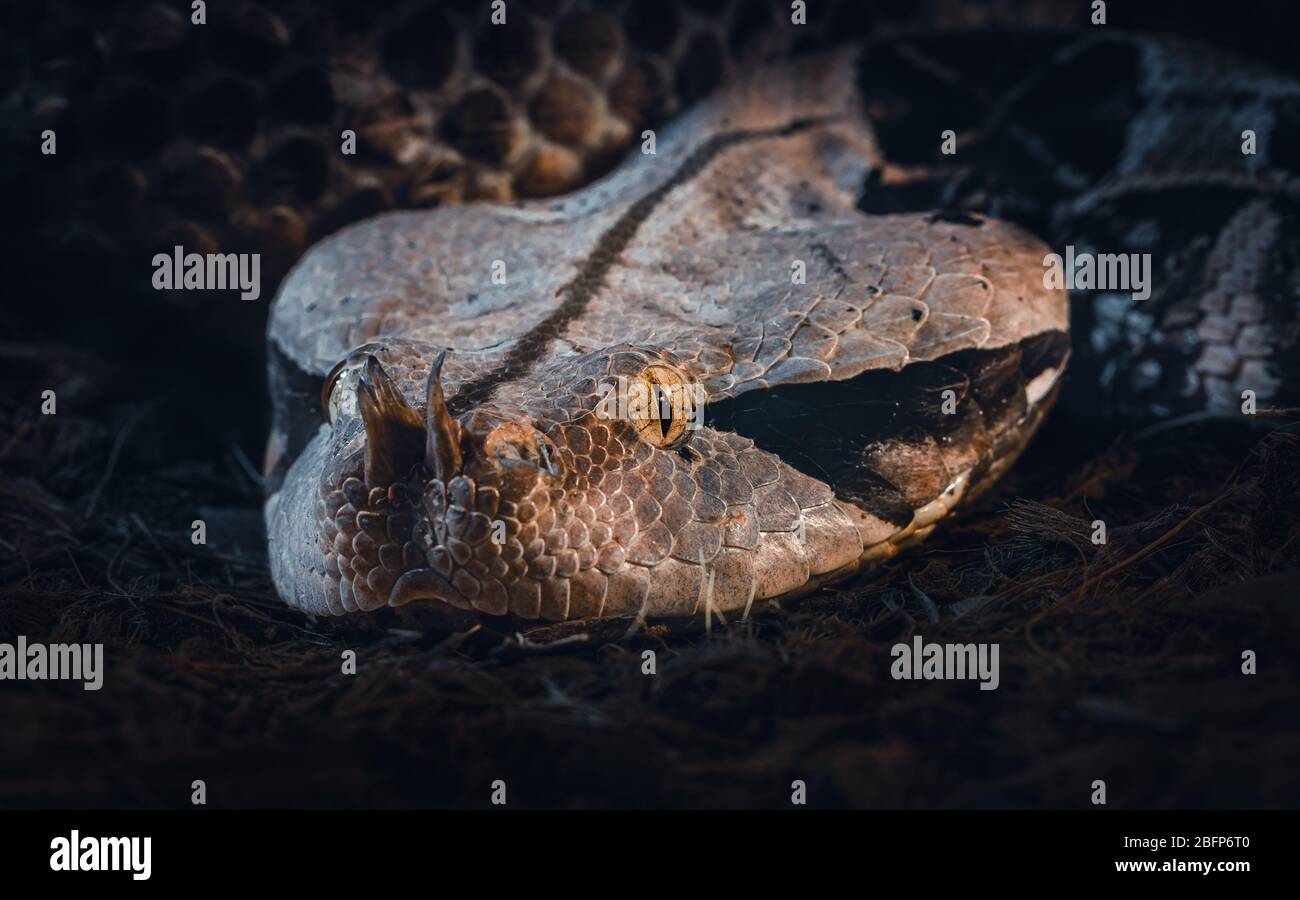 Ritratto di un viper di Gaboon, trovato nelle foreste pluviali nell'Africa sub-sahariana. Possono crescere fino a quasi 2 metri di lunghezza. Ha fangs fino a 5cm lungo, e produce Foto Stock