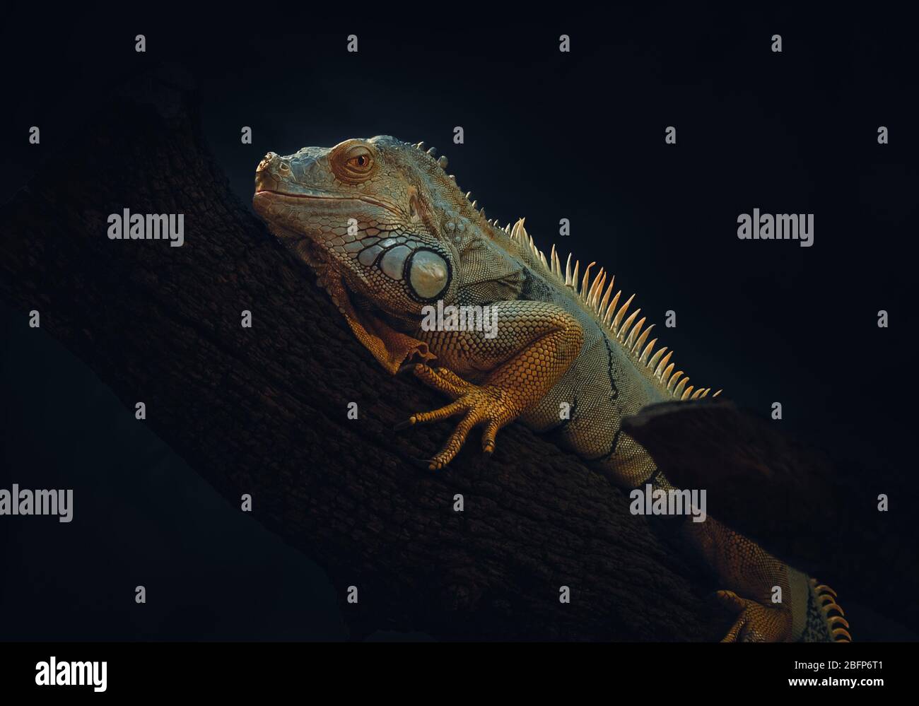 Un Iguana Verde, conosciuta anche come Iguana americana. Si trovano prevalentemente in Sud America, ma si sono diffusi in Messico e nel sud degli Stati Uniti (Florida). Foto Stock