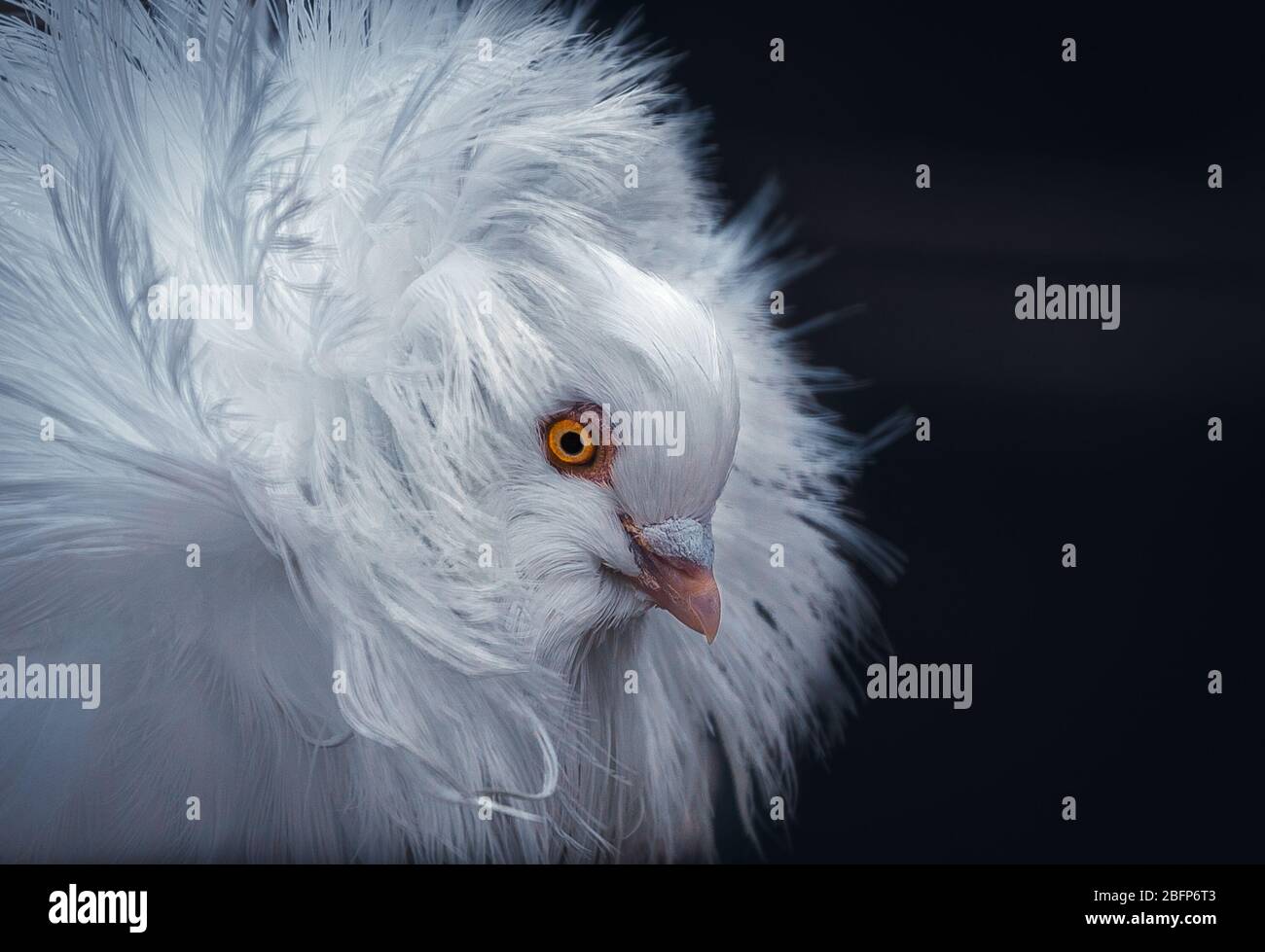 Il Jacobin è una razza di piccione fantasia sviluppato in molti anni di allevamento selettivo che ha avuto origine in Asia Foto Stock