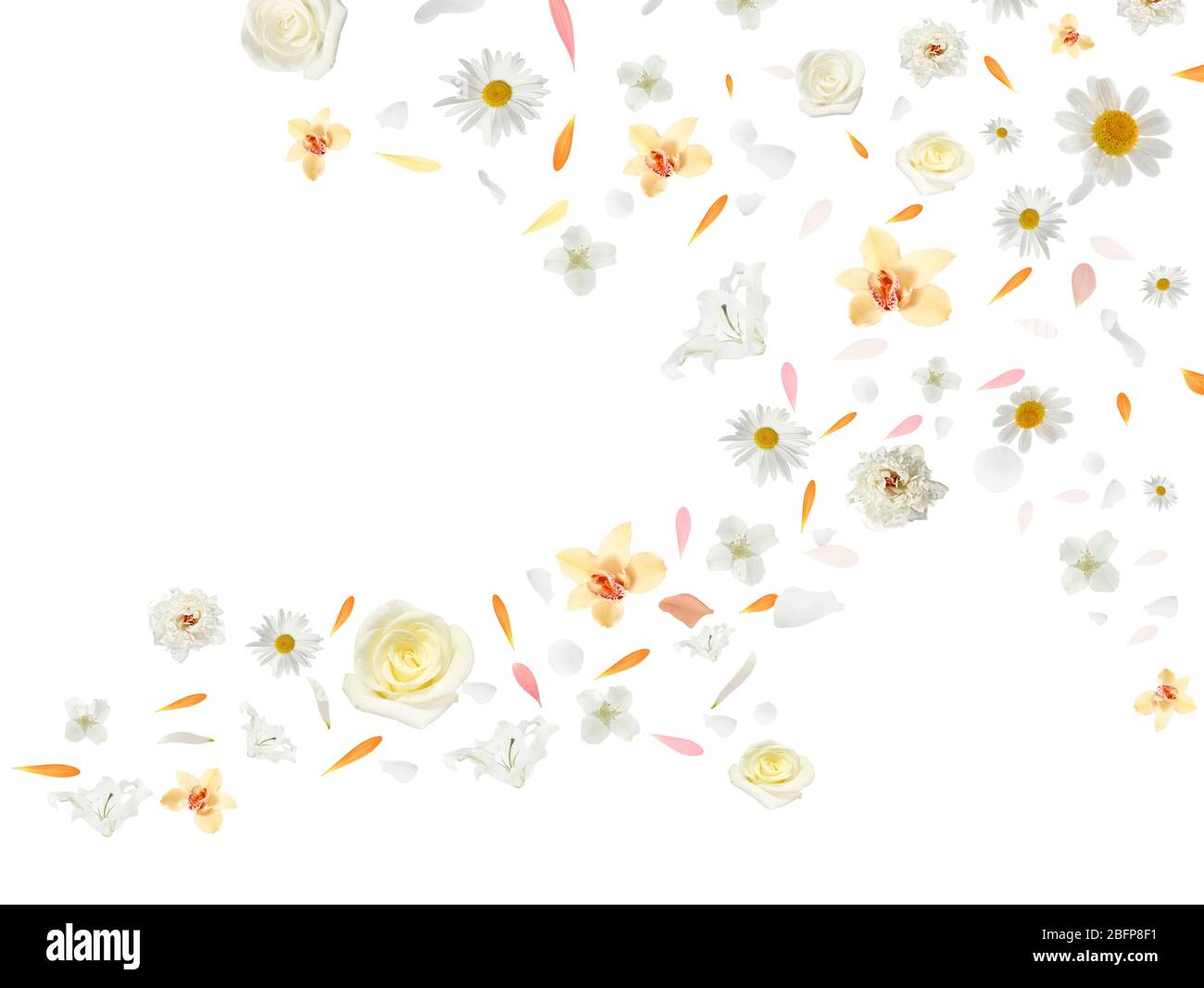 Boccioli di fiori e petali volanti isolati su bianco Foto Stock