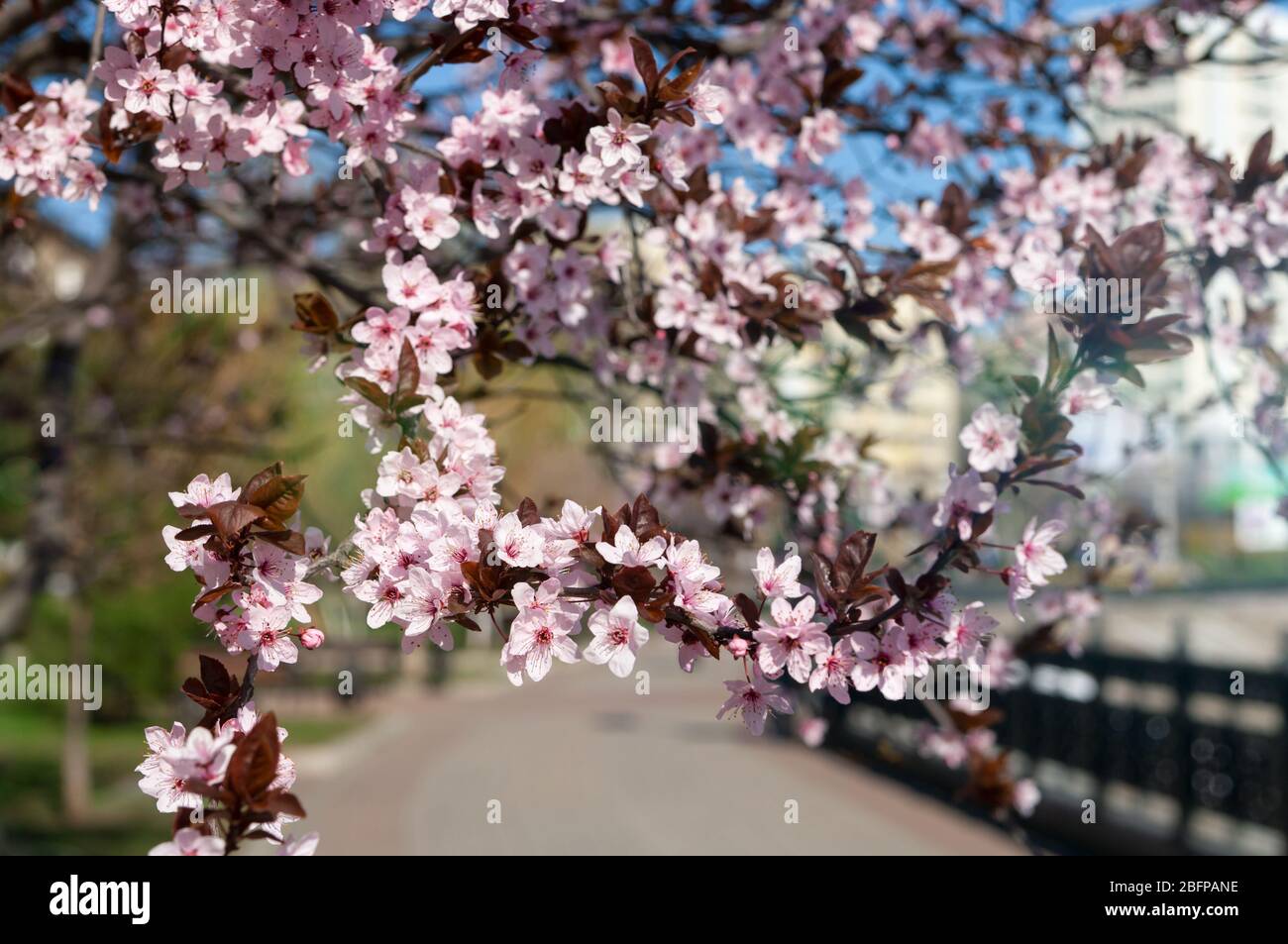 Fiore rosa paradiso fiori di mela su rami di albero nel parco della città. Foto Stock