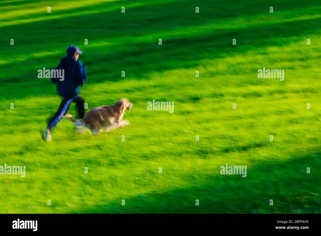 Pan sfocatura di ragazzo adolescente che corre con il suo cane Golden Retriever nei campi verdi erbosi di un parco. Foto Stock