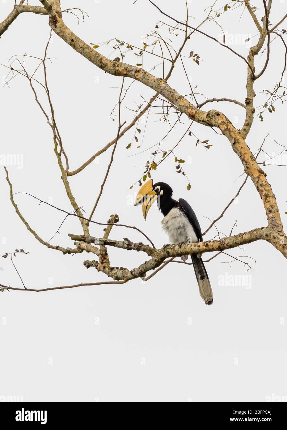 Grande orna indiana (Baderos bicornis) che si arenava su un ramo di un albero nel Parco Nazionale di Kaziranga, Assam, India nordorientale Foto Stock