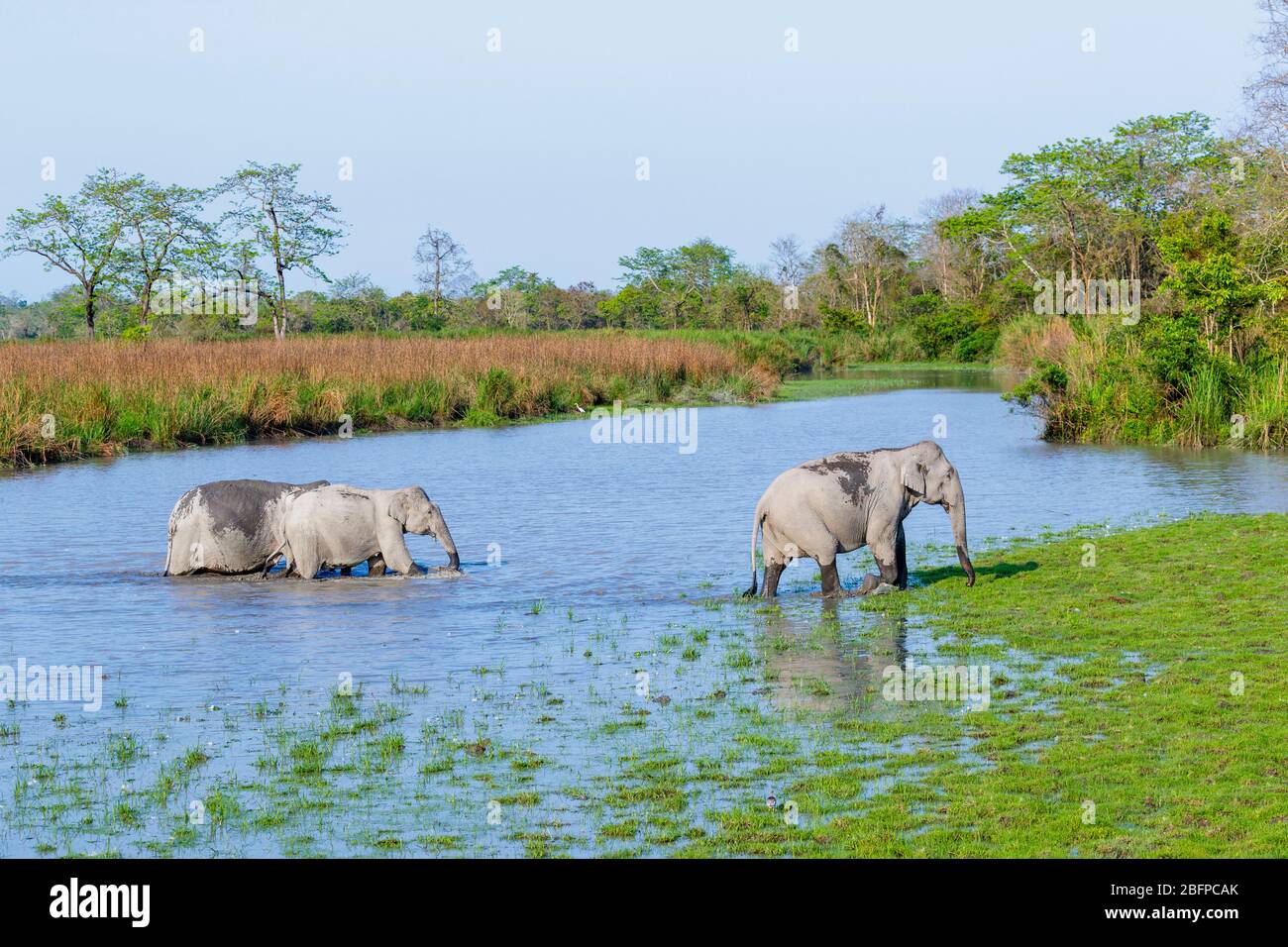 Tre elefanti indiani (Elephas maximus indicus) che attraversano un fiume nel Parco Nazionale di Kaziranga, Assam, India nordorientale Foto Stock