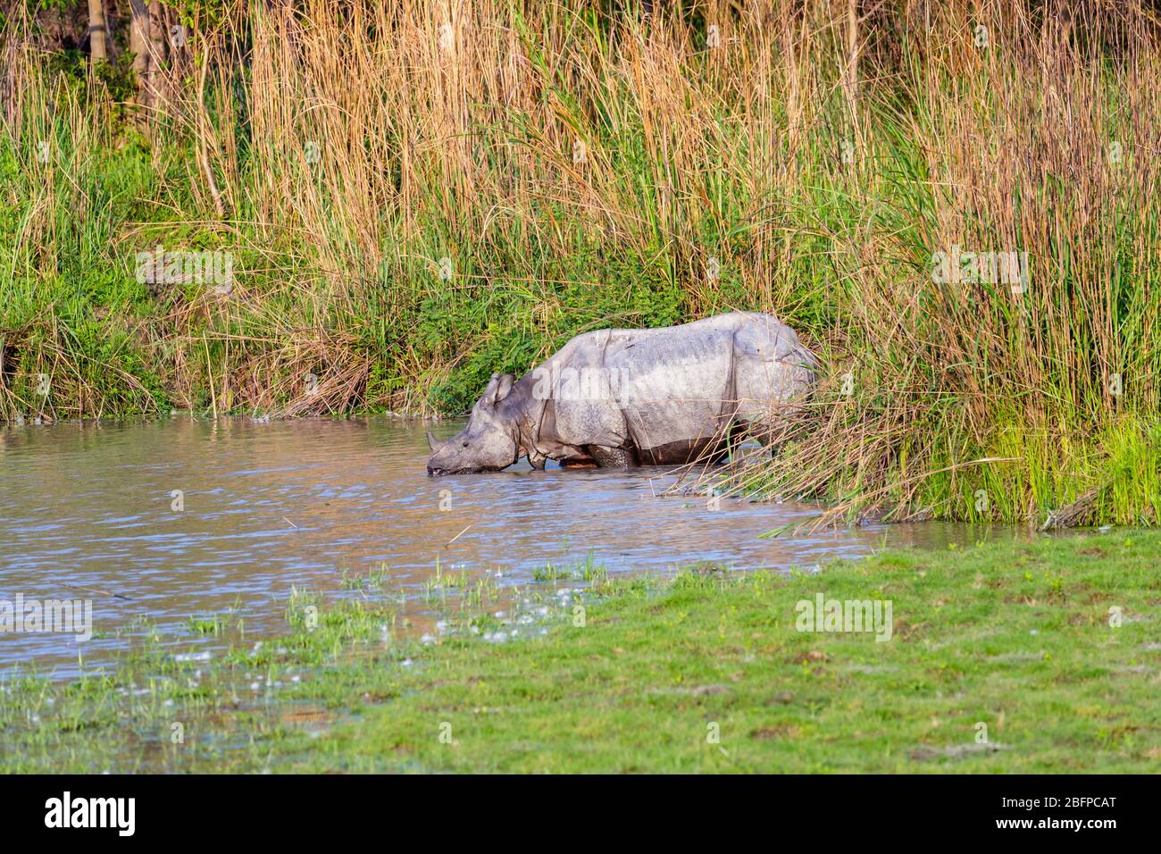 Un rinoceronte indiano (Rhinoceros unicornis) emerge da erba lunga e bevande su una riva del fiume nel Parco Nazionale di Kaziranga, Assam, India nordorientale Foto Stock